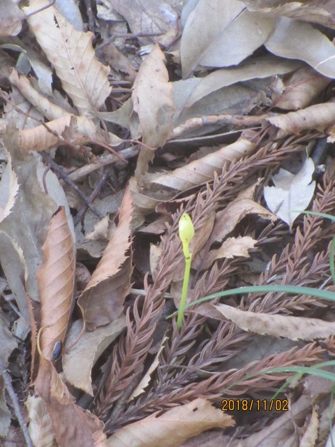 こちらにもサガミランの花芽が