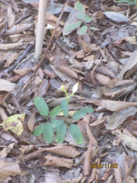 サガミランの花芽が出ていました