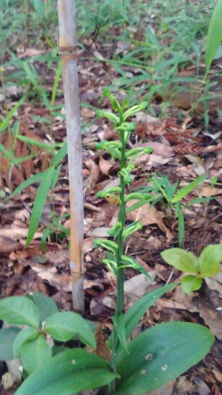 オオバノトンボソウの花芽がかなり膨らんできました