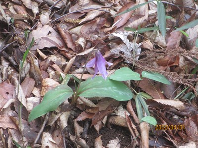 カタクリの花が咲きました