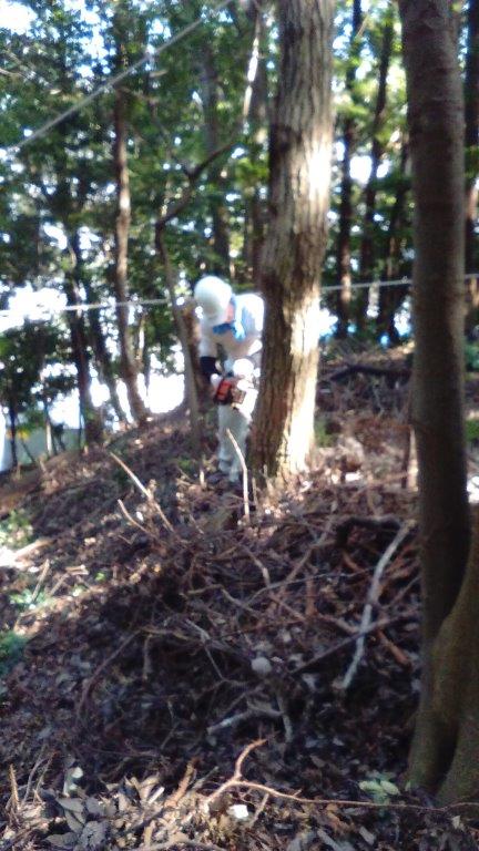 風の影響で?裂けた木を切り倒す作業です