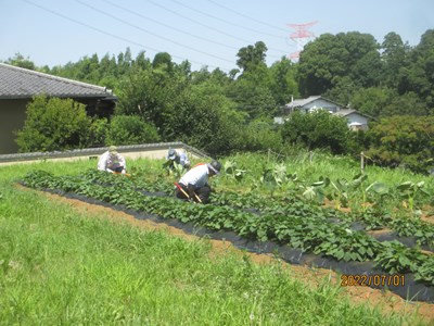 畑の雑草取りに汗を流しました