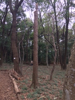 活動地の朝です。何とか雨も降らずにもっています