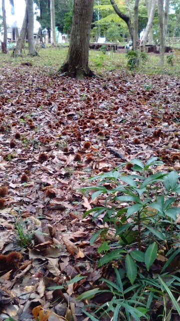 地面は枯葉ですっかり覆われました