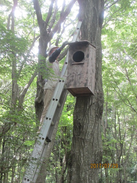 フクロウの巣箱を覗いてみます