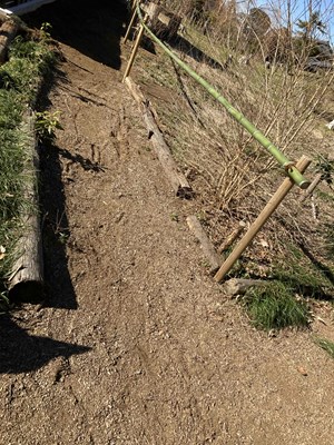 8号古墳前の通路の竹柵を補修しました