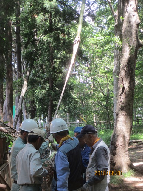 高い所の枯れ枝落とし