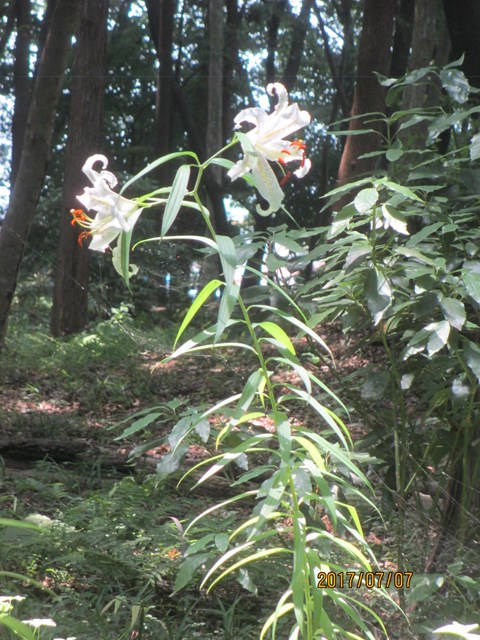 日当たりの良い所ではヤマユリは開花しています