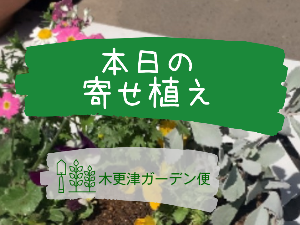3/24 本日の寄せ植え