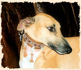 Ferienhaus, FerienhausamKlostergarten, Gößweinstein, Urlaub, Ferien, Ausflug, Familientreffen, Wanderung, Klettern, Radtour, Wallfahrt, Franken, Fränkische Schweiz, Oberfranken, Bayern, Feiertage, Windhund, Greyhound, Hund, Hundewillkommen