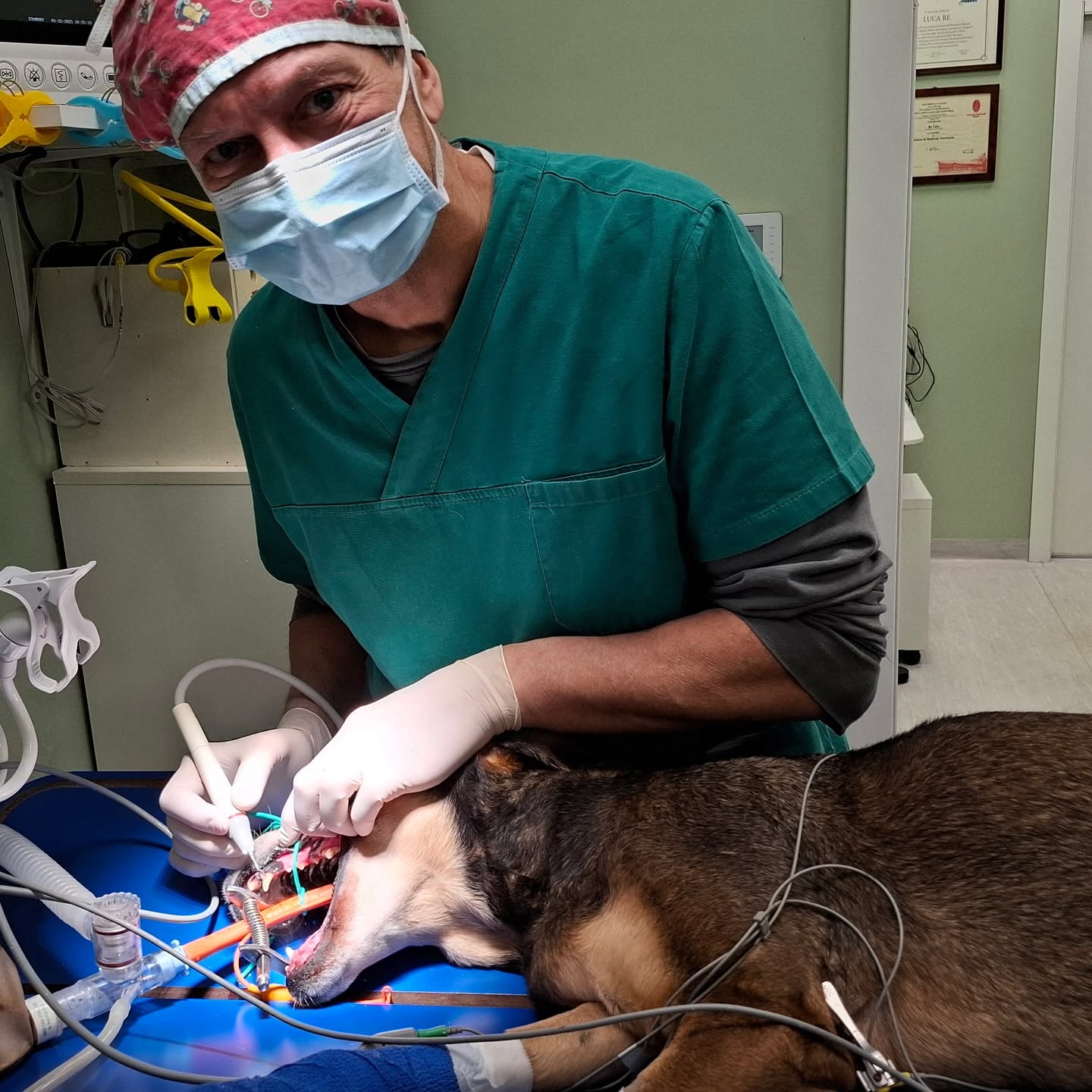 pulizia denti cane milano