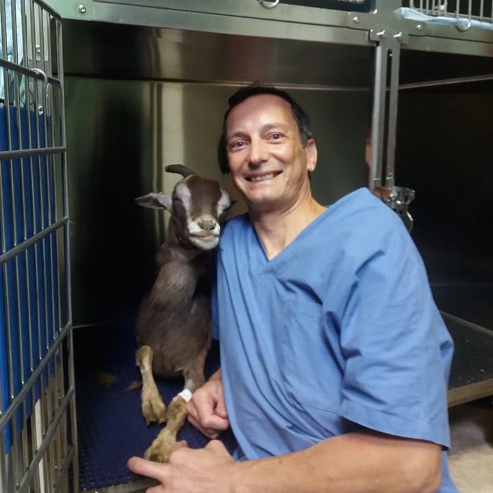 degenza animali ambulatorio veterinario