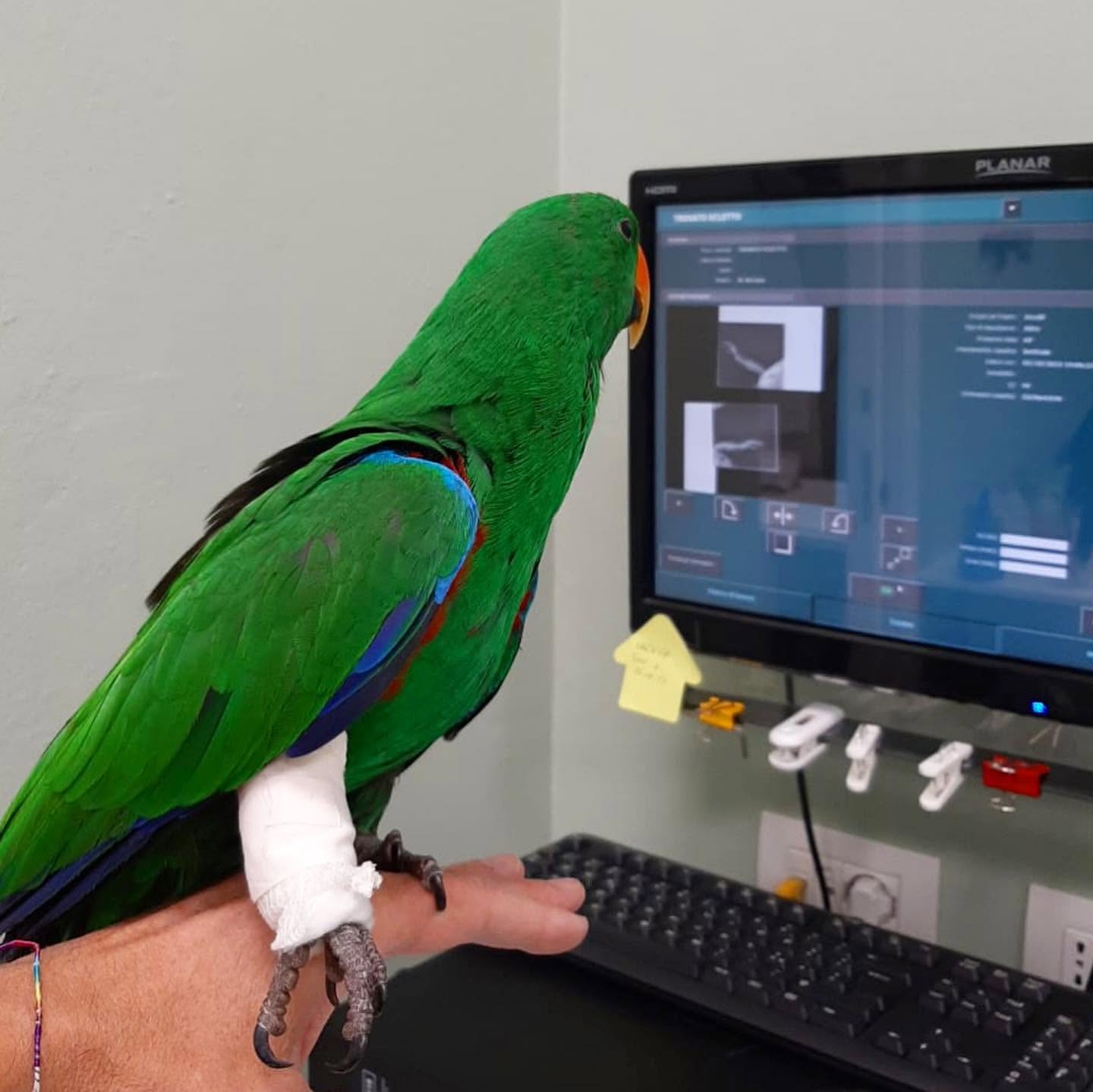radiografia animali esotici milano