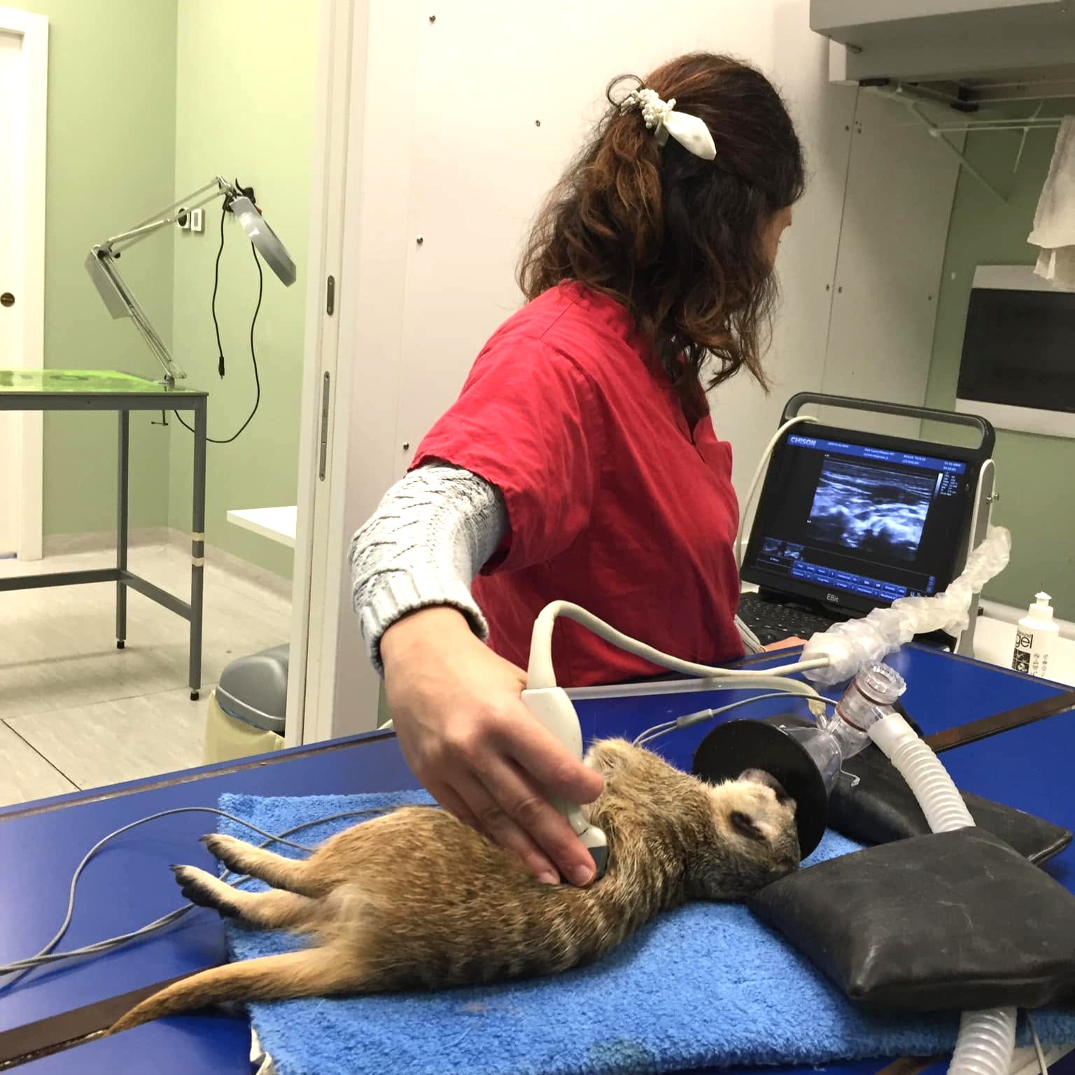 ecografia veterinaria milano