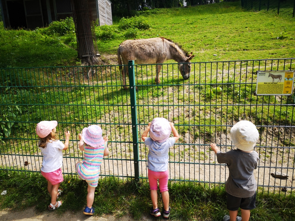 Ein Ausflug in den Herminghauspark 🐐🐴