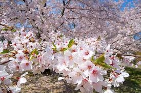 Fleurs de Sakura