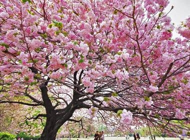 Sakura