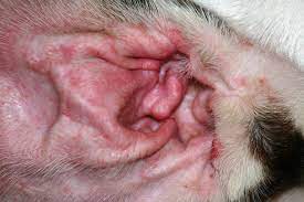 Atopische Dermatitis im Ohr b. Hund | hundkatzeschmaus.ch