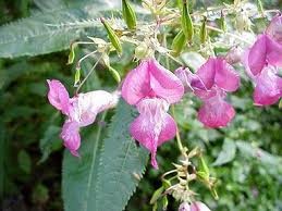 Impatiens (Drüsentragendes Springkraut) Nr. 18 | hundkatzeschmaus.ch