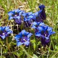 Gentian (Violetter Herbstenzian) Nr. 12 | hundkatzeschmaus.ch