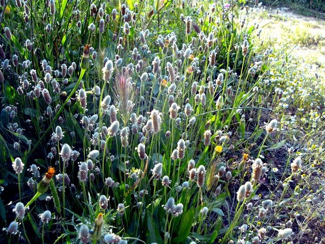 Plantago lanceolata (Spitzwegerich - Ribwort - Πεντάνευρο)...bei Husten, Katharre...