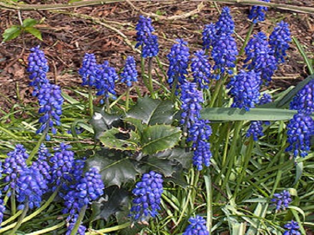 Muscari botrioydes (Traubenhyazinthe - Grape hyacinth - Αγριοσ γάκινθος)...Herz-Kreislauf, Gelenke...