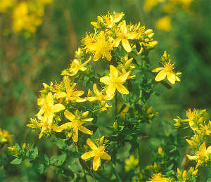 Hypericum Perforatum (Johanniskraut - St Johns wort - Υπέρικο)...bei Schlafstörungen und blutenden Wunden