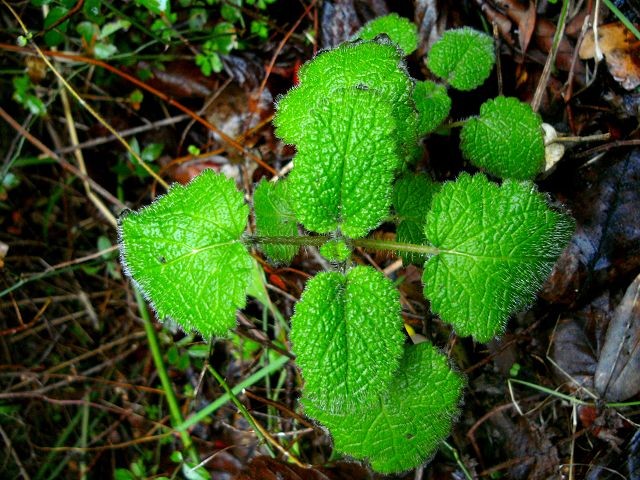 Melissa officinalis (Melisse - Balm - Μελισσόχορτο)...Hitzewellen, Pilzerkrankungen, antibakteriell