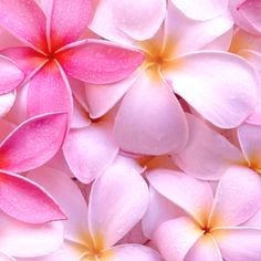 Hulahalauwelina ページ