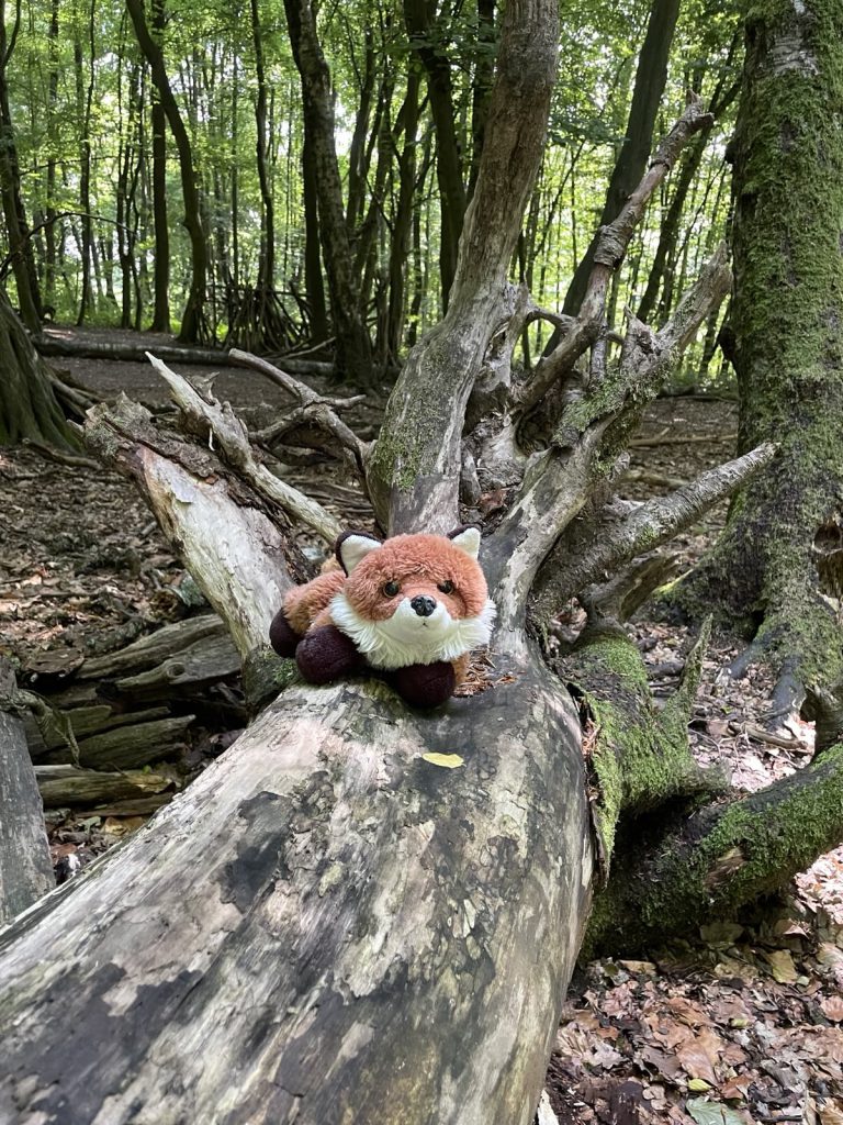 Tipis bauen mit den Füchsen 🦊🌳