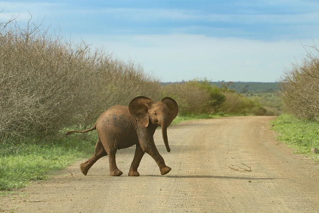 Elefantenklasse | 3b