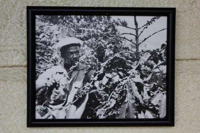 Pflücker bei der Arbeit (Bild hängt am Wallen Haus)