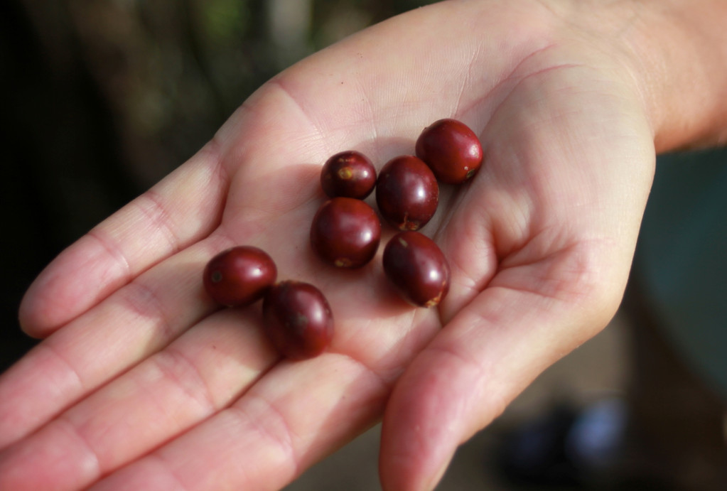 Die ersten roten Kirschen der Reise