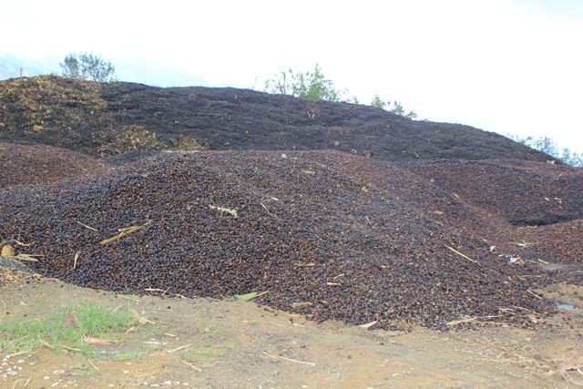 Kaffeekirschenfleisch wird zu Kompost
