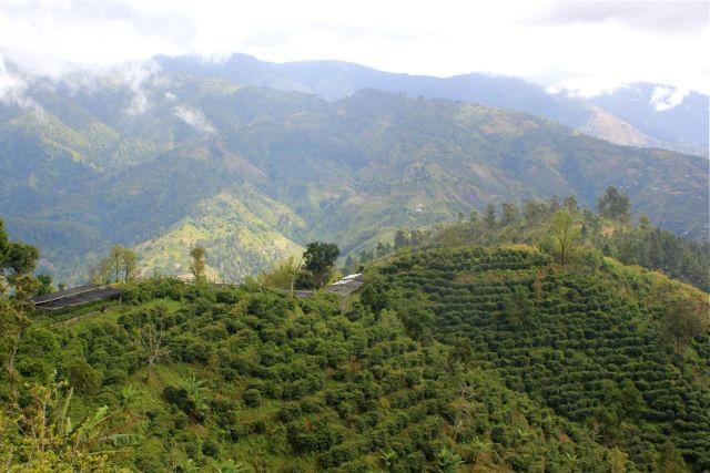 Kaffeepflanzen auf dem Estate