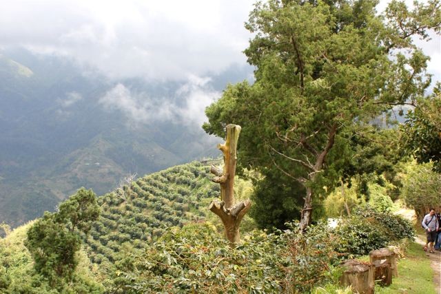 Ist es hier schön inmitten von Kaffee!