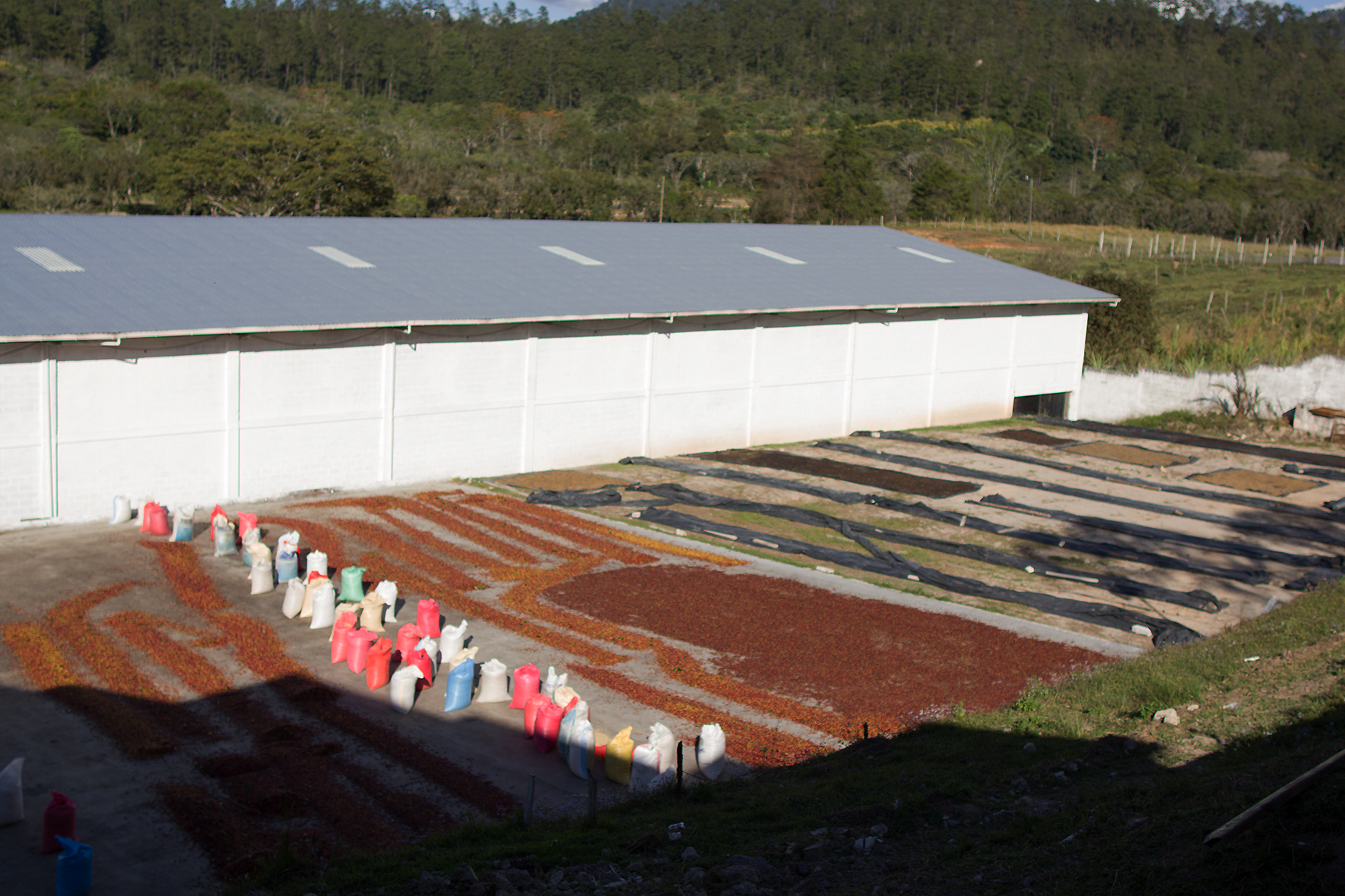 Trocknungsplatz der Naturals 