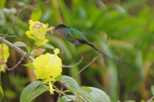 Kolibris findet man auf der Insel überall