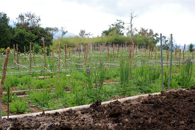 Wurmbeet sorgt für neuen natürlichen Dünger