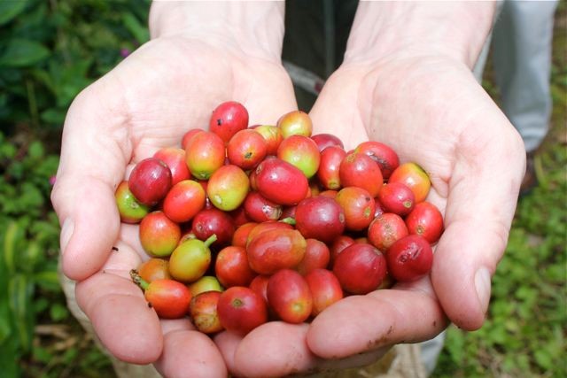 Pingo findet reife Kirschen
