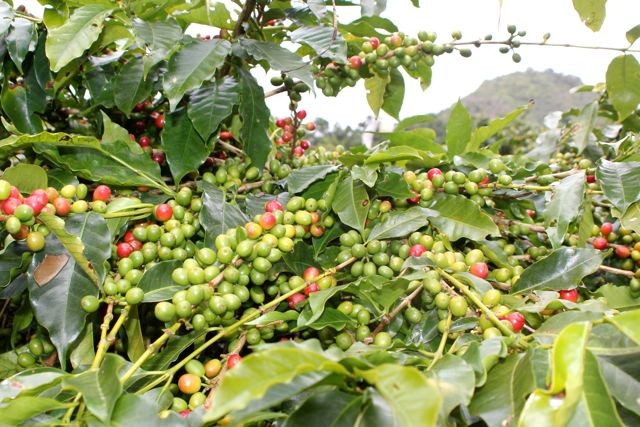 noch einige Zeit bis zur Ernte