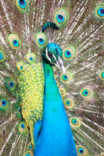 Spieglein, Spieglein an der Wand...