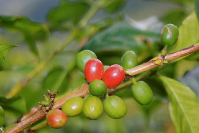 Kaffeekirschen vor der Reife