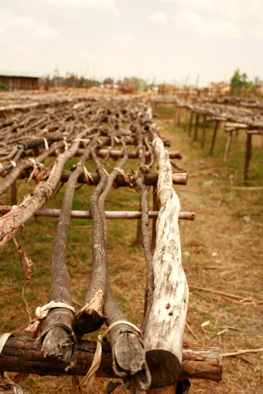 Die "Trockenbetten" - Gorbe stellt nur Sonnengetrocknete "naturals" her.