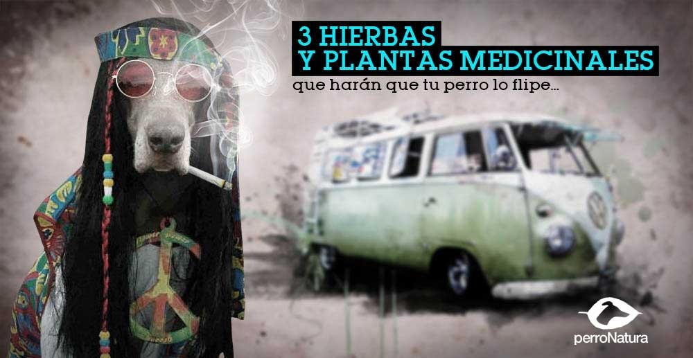 plantas y hierbas para perros