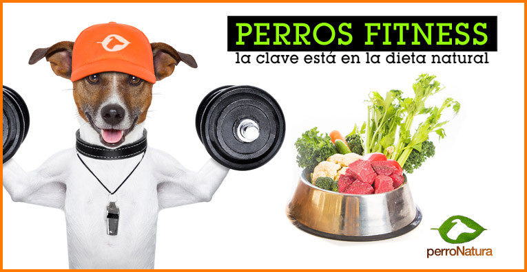 perros dieta natural