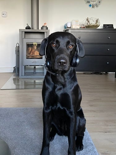 Ein Foto eines Netzwerkverteilerschrank mit der Hausverkabelung