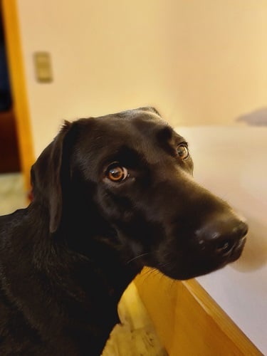 Foto von Maile vor dem Bett der Herrchen