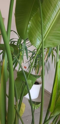 Bild einer Papiertüte auf dem Tisch, auf der eine Laugenstange, die mit Käse überbacken wurde, zusehen ist.