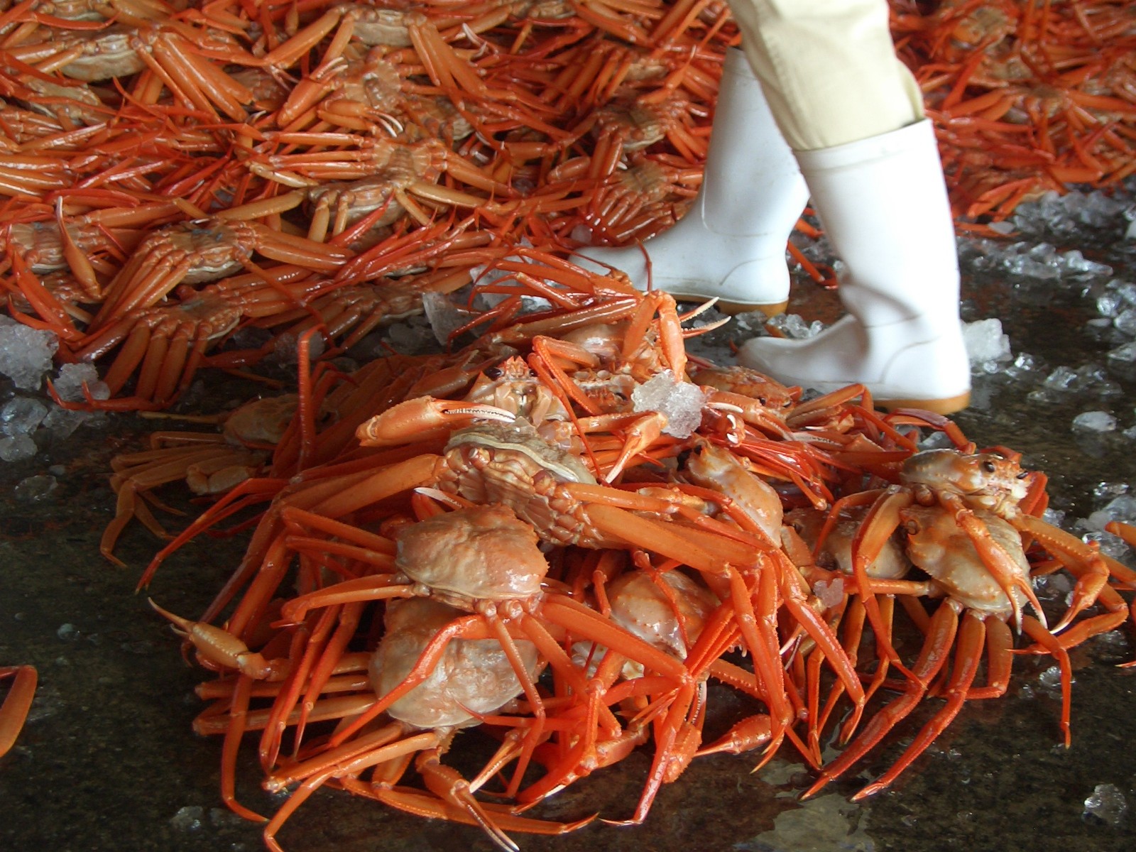 香住かに　浜揚